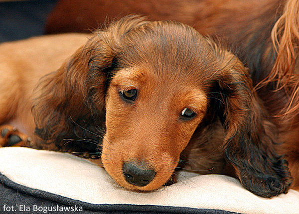 jamnik dlugowlosy Alchi Lizus Maksimus 10 tygodni 