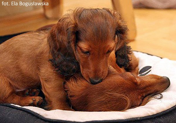 jamnik dlugowlosy Alchi Lizus Maksimus 10 tygodni z mam 