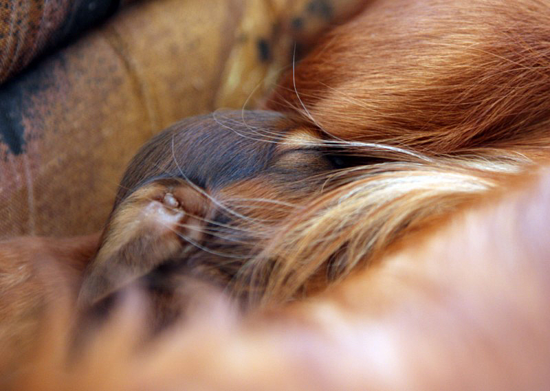 jamnik dlugowlosy Alchi Lizus Maksimus 11 dni 2 800x600 