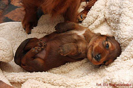 jamnik dlugowlosy Alchi Lizus Maksimus 2 5 tygodnia 