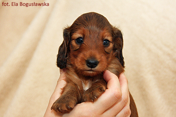 jamnik dlugowlosy Alchi Lizus Maksimus 4 5 tygodnia 5