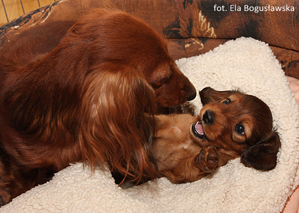 jamnik dlugowlosy Alchi Lizus Maksimus 5 tygodni 