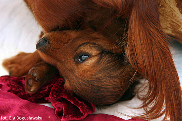 jamnik dlugowlosy Alchi Lizus Maksimus 5 tygodni 2