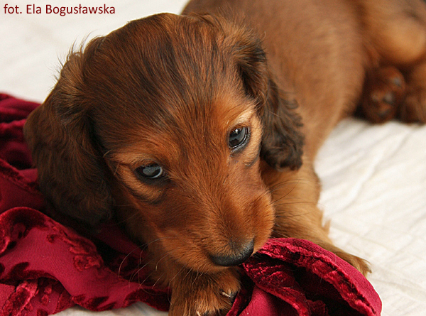 jamnik dlugowlosy Alchi Lizus Maksimus 6 tygodni 