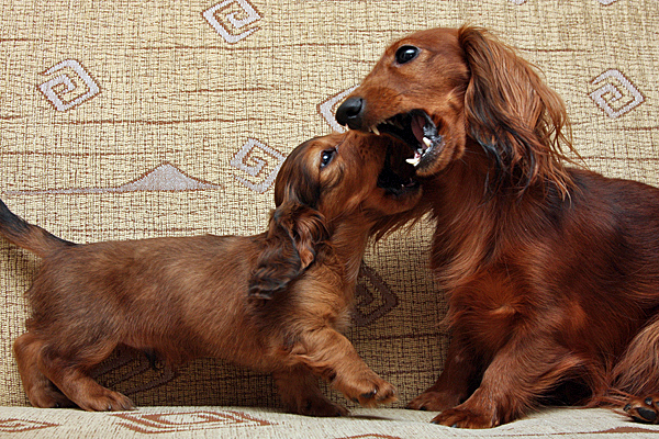 jamnik dlugowlosy Alchi Lizus Maksimus 6 tygodni z mam 