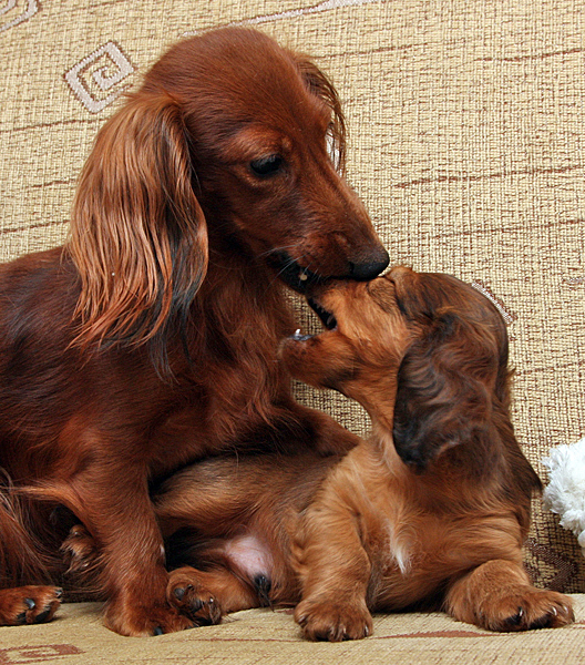 jamnik dlugowlosy Alchi Lizus Maksimus 6 tygodni z mam 2