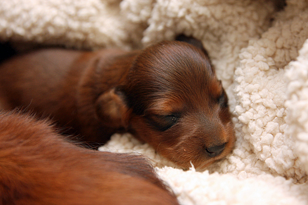 jamnik dlugowlosy Alchi Lizus Maksimus 8 dni 