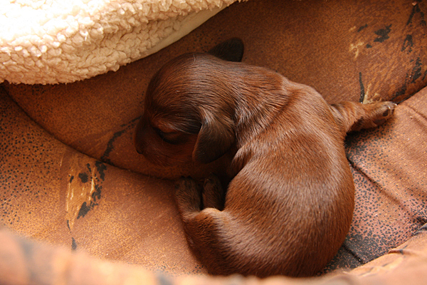 jamnik dlugowlosy Alchi Lizus Maksimus 8 dni 2