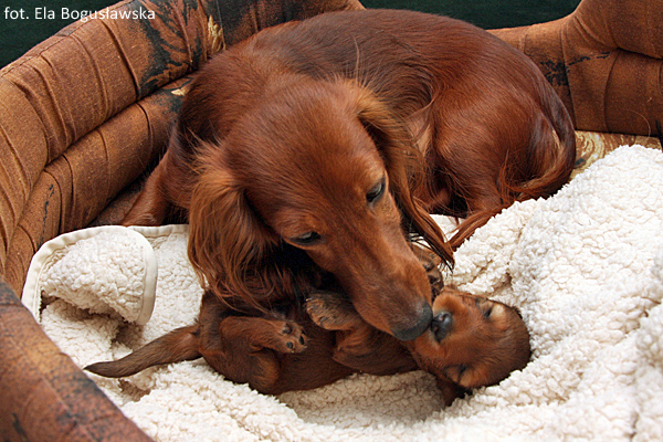 jamnik dlugowlosy Alchi 2 5 tygodnia poca unek od mamy