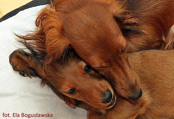 jamniki dlugowlose Alchi Lizus Maksimus 10 tygodni z mam 2