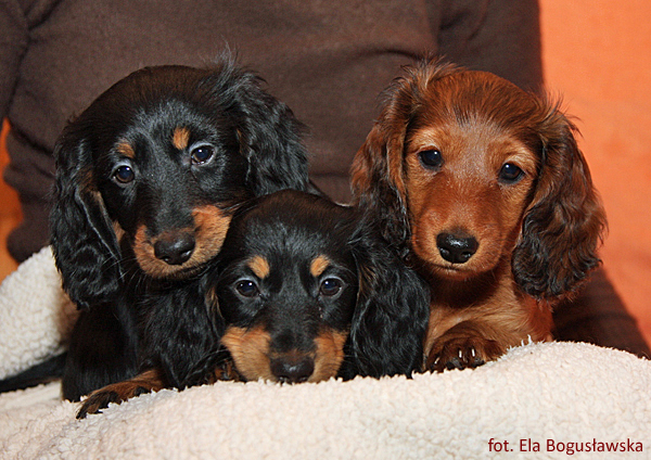 jamniki dlugowlose Alchi 8 tygodni z Cudem Natury i Claptonem