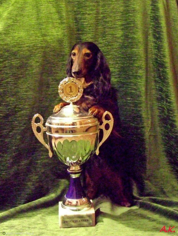 jamnik JAZZ Corigentia z pucharkiem p 800x600 