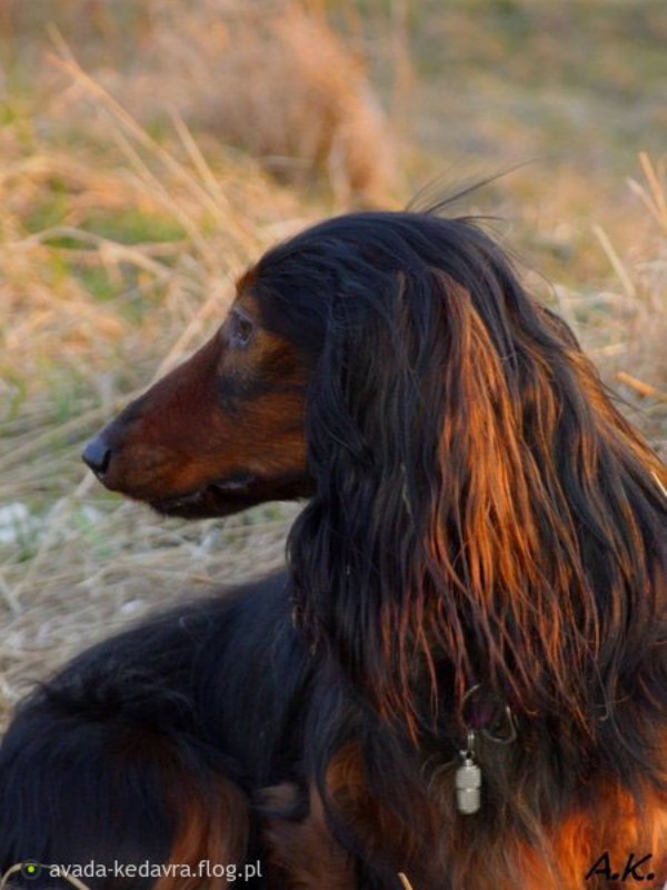 jamnik Jazz Corigentia4a 800x600 