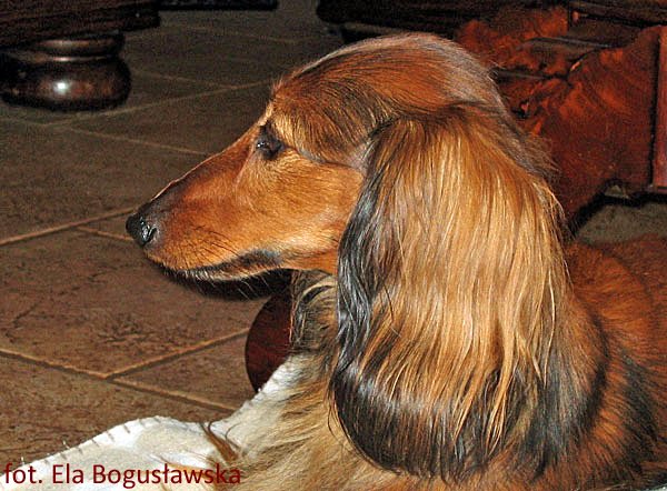 jamnik dlugowlosy Elegantka Corigentia profil