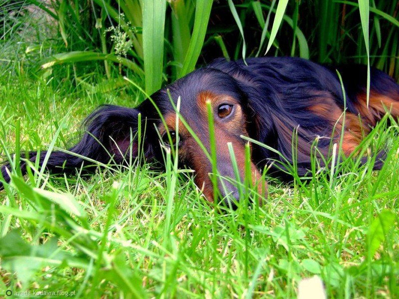 jamnik dlugowlosy Jazz Corigentia2 800x600 