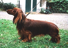 jamnik dlugowlosy WichtelN