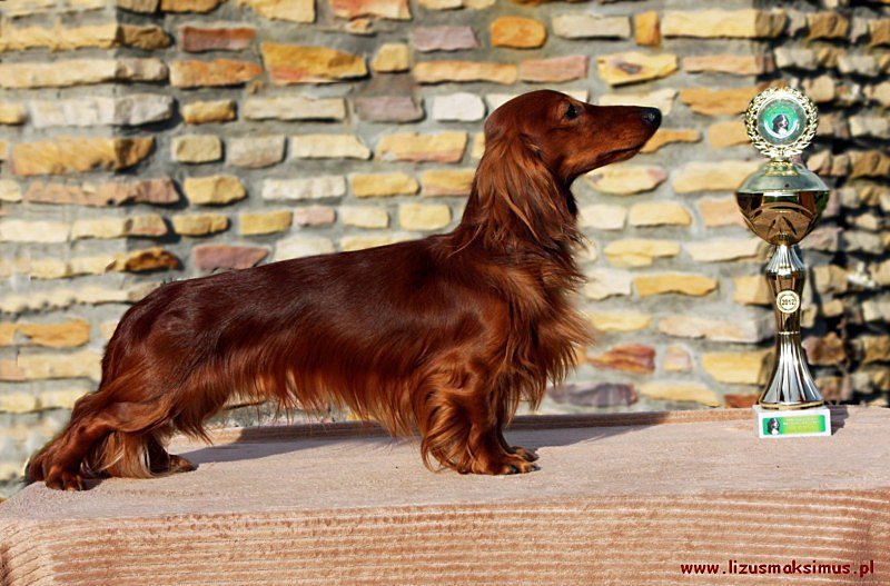 Basimek 7 ok 2 800x600 p2