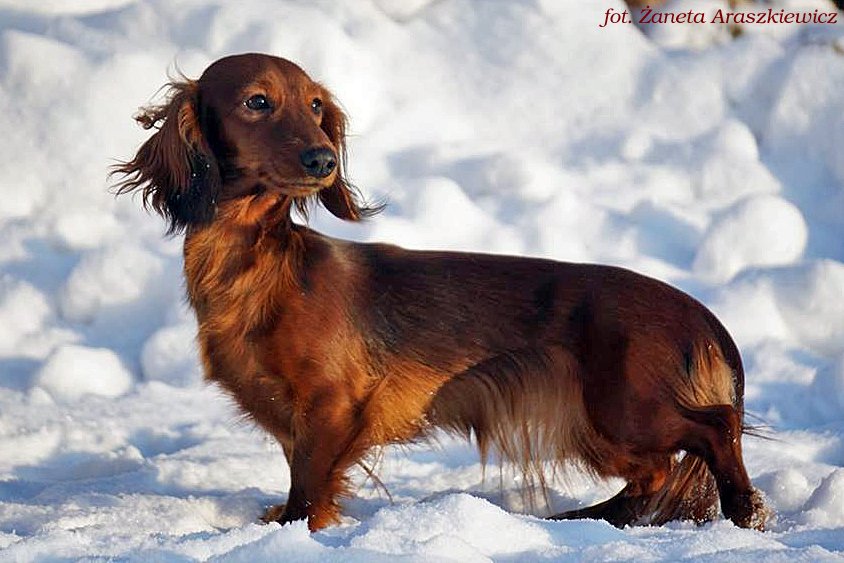 jamnik długowłosy Cake 3