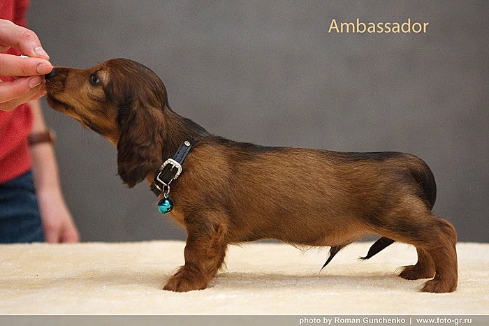 jamnik dlugowlosy Ambasador w postawie p