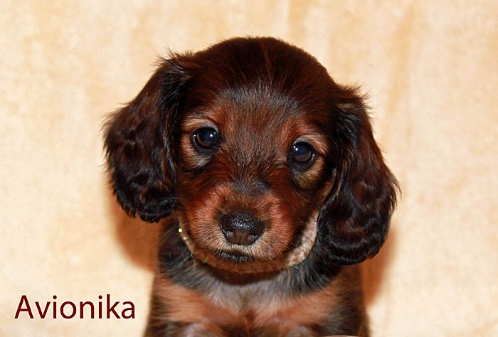 jamnik dlugowlosy kroliczy Avionika