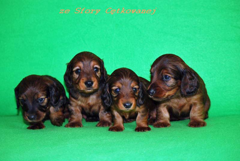 Jamniki dlugowlose 4 tygodnie 3