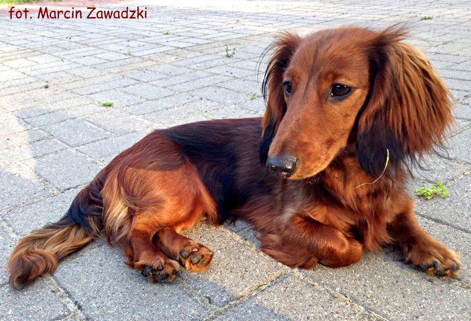 jamnik dlugowlosy Lamia 8 5 miesi ca ok p