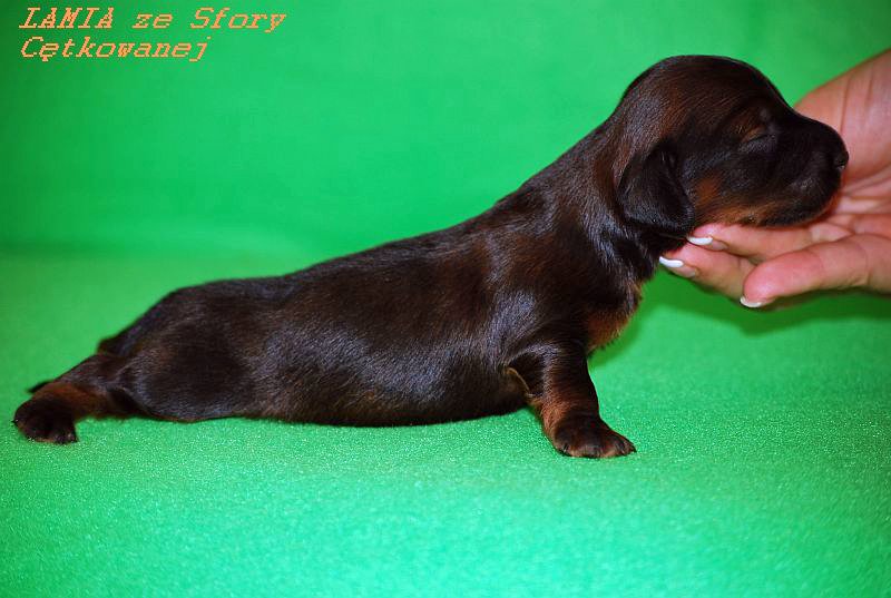 jamnik dlugowlosy Lamia w postawie 2