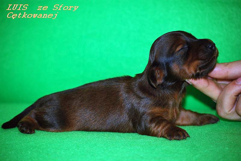 jamnik dlugowlosy Luis postawa