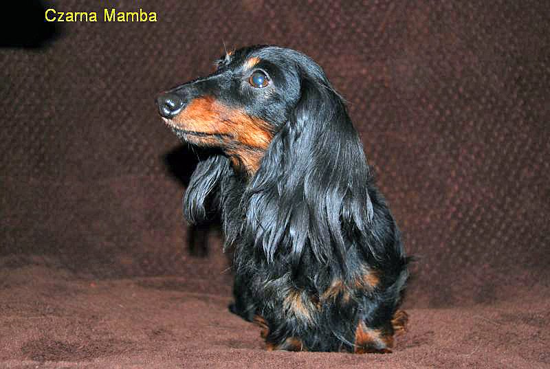 jamnik dlugowlosy Mamba 2