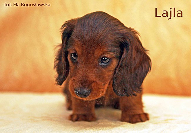 jamnik dlugowlosy kroliczy Lajla 2 ok mpp