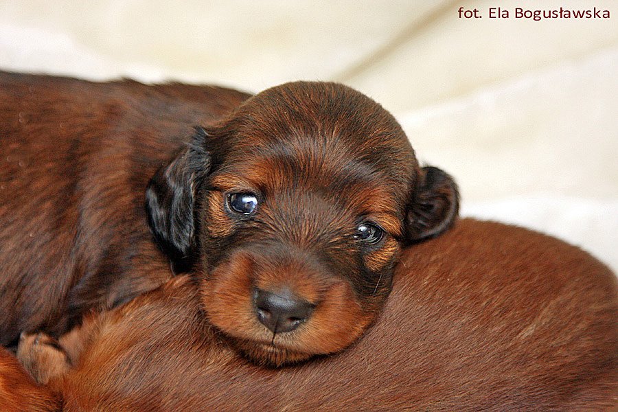 jamnik dlugowlosy Amber 16 ok p m