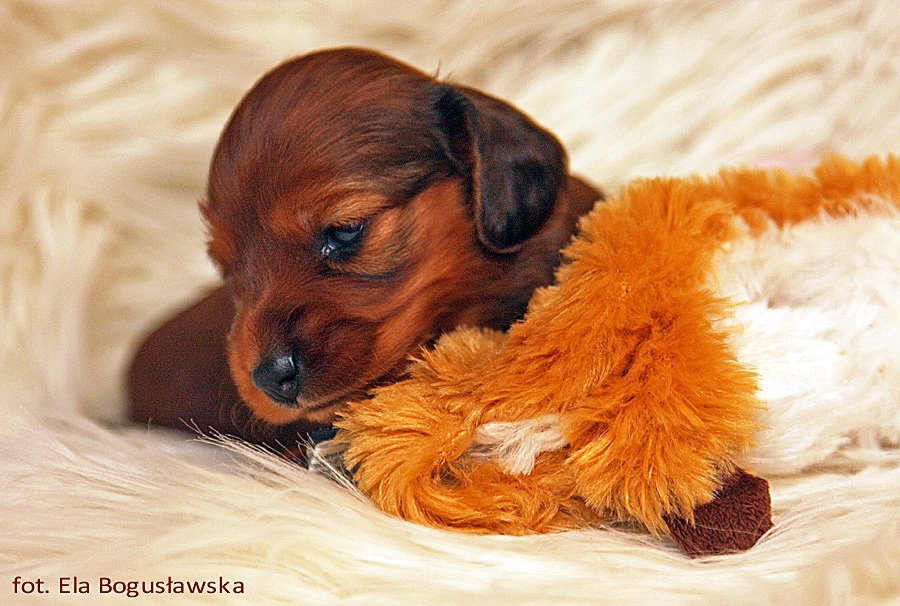 jamnik dlugowlosy kroliczy Addie 7 ok p m