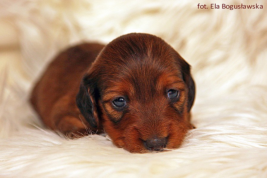 jamnik dlugowlosy kroliczy Amy 16 ok p m