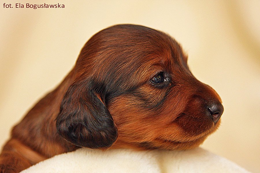 jamnik dlugowlosy kroliczy Amy 31 ok o m