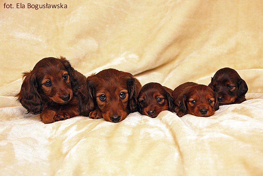 jamniki dlugowlose Ca a pi tka p m