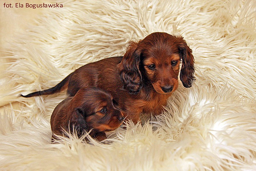 jamniki dlugowlose Dalaya i Amber ok p m