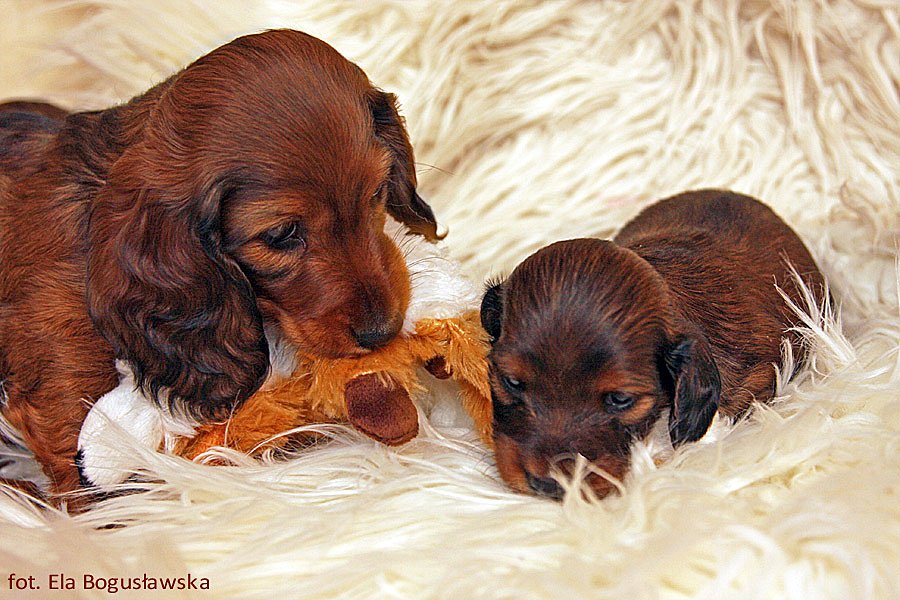 jamniki dlugowlose Damai i Amber ok p m