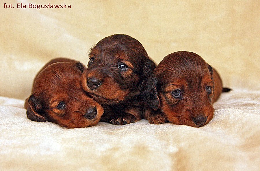 jamniki dlugowlose krolicze We tr jk 7 ok pm