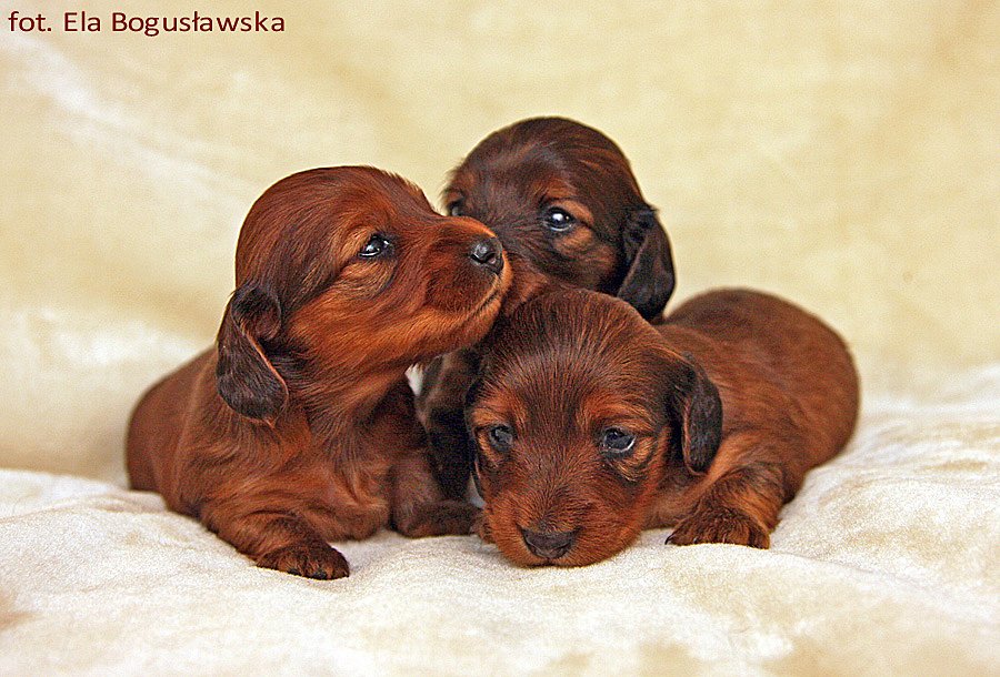 jamniki dlugowlose krolicze We tr jk ok pm