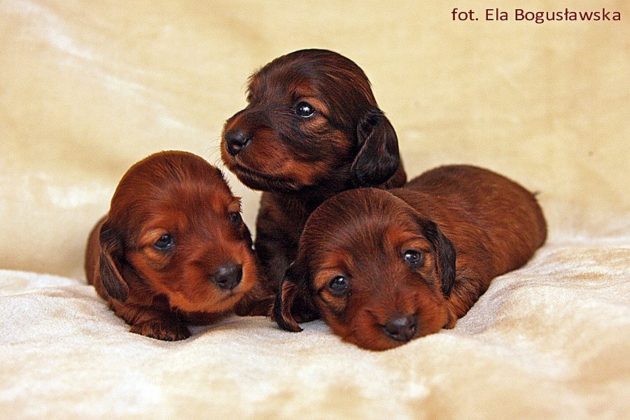 jamniki dlugowlse krolicze We tr jk ok 4 pm