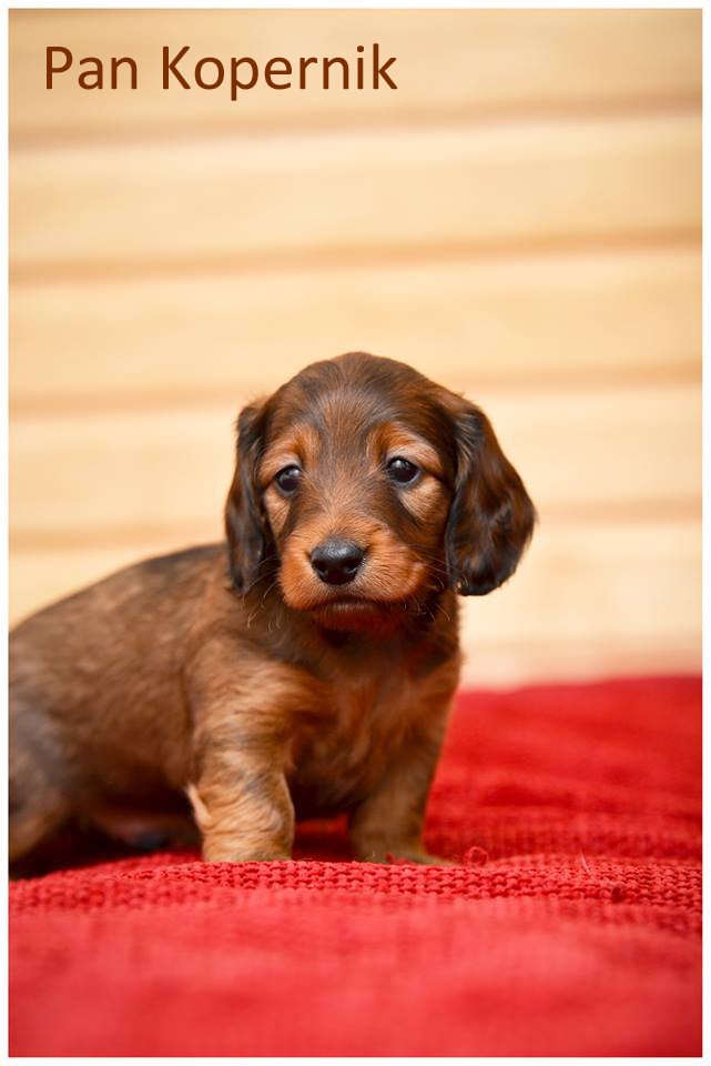 jamnik dlugowlosy Copernicus