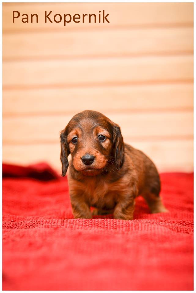 jamnik dlugowlosy Copernicus 3