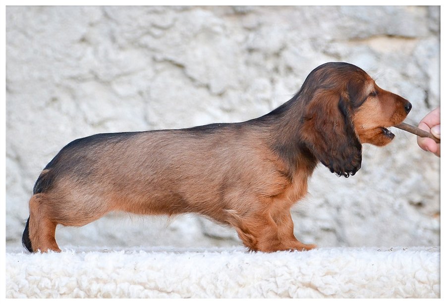 jamnik dlugowlosy Dobrawa 2