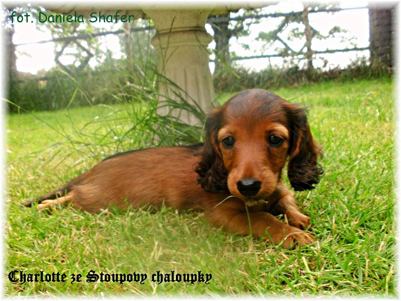 jamnik dlugowlosy kroliczy Charlotte 7 ok p