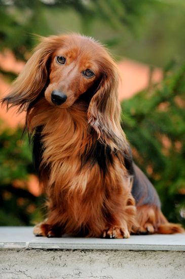 jamnik dlugowlosy kroliczy Pepinka 2