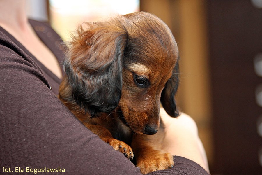 jamnik dlugowlosy kroliczy Inu 2 pm