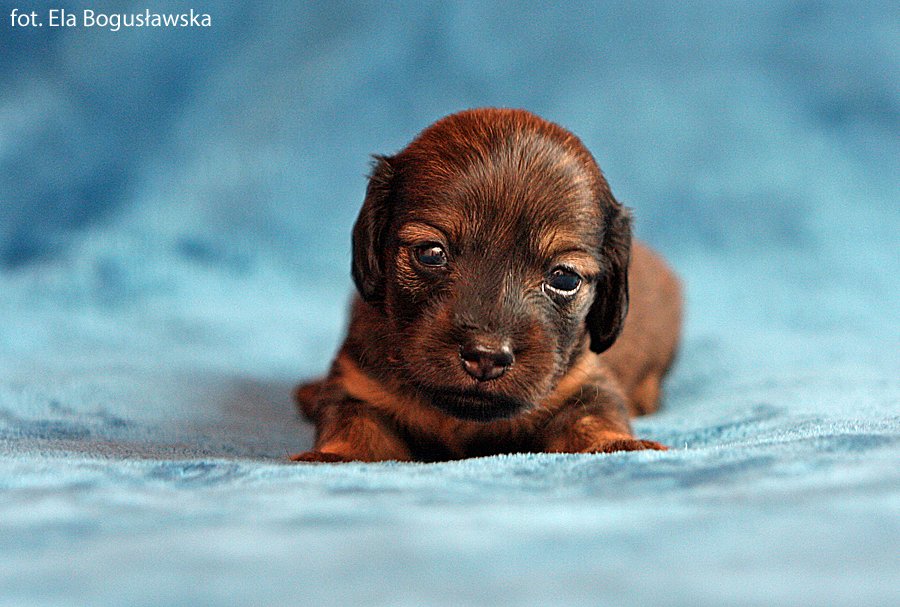 Jamnik dlugowlosy kroliczy Indira