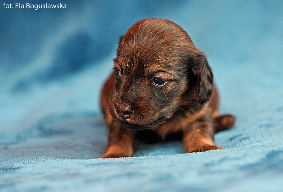 Jamnik dlugowlosy kroliczy Indira 2