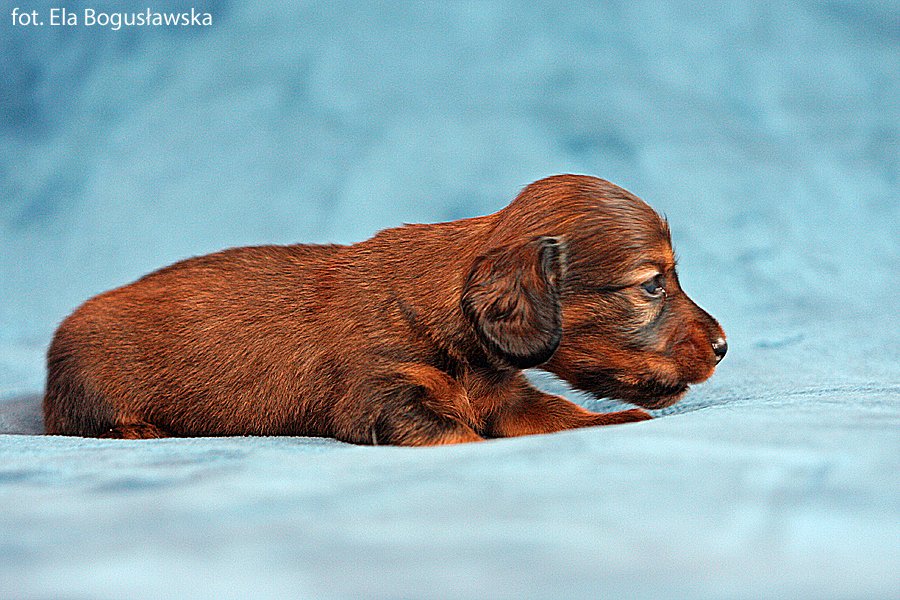 jamnik dlugowlosy Iman