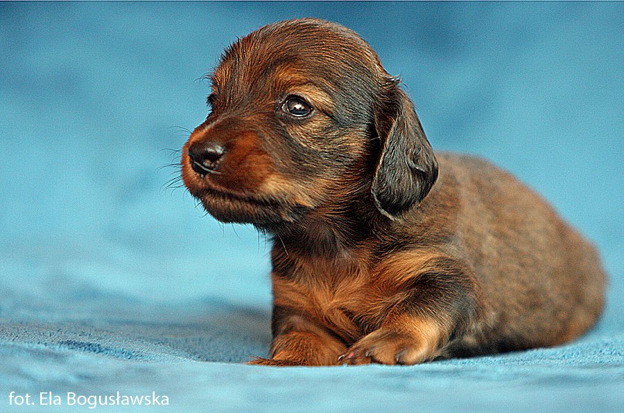 jamnik dlugowlosy Iman3